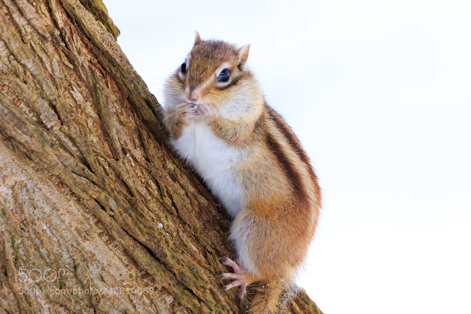 Canon EOS 7D Mark II sample photo. Chipmunk photography