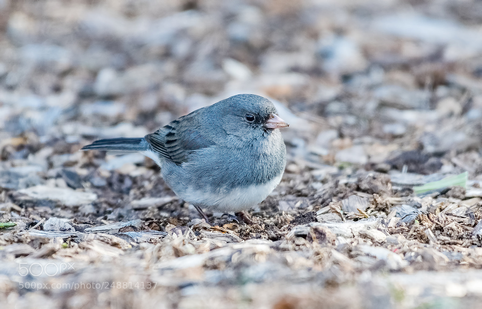 Nikon D500 sample photo. Junco photography