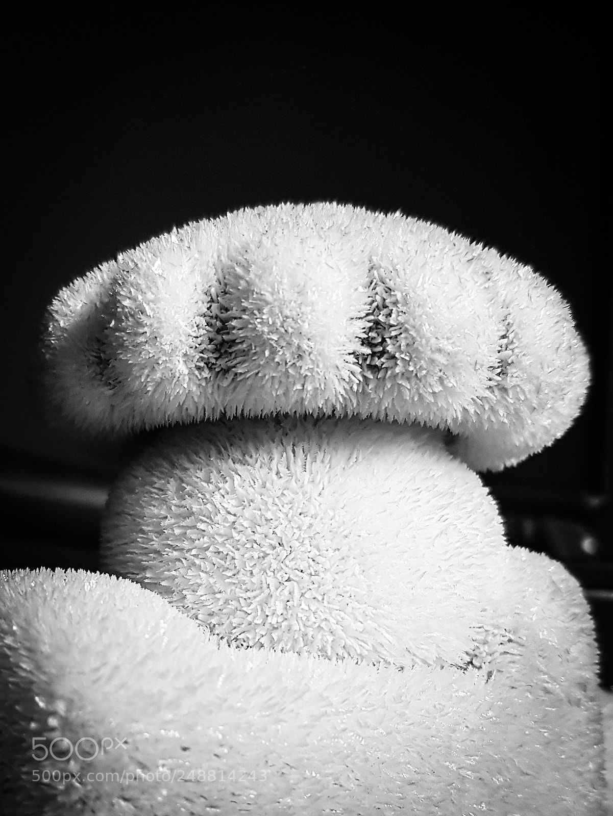 Samsung Galaxy S7 sample photo. Frostshroom photography