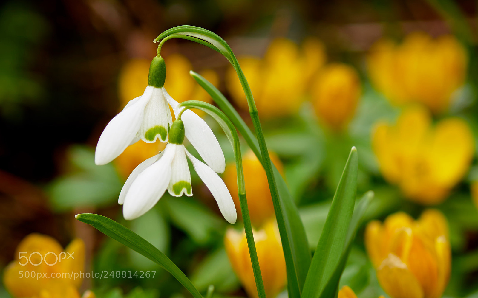 Nikon D810 sample photo. Snowdrops_2061 1.jpg photography