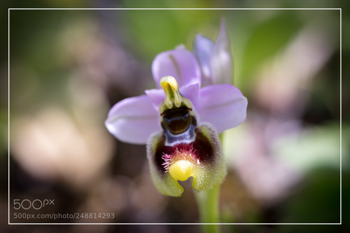 Canon EOS 5DS R sample photo. Ophrys tenthredinifera photography