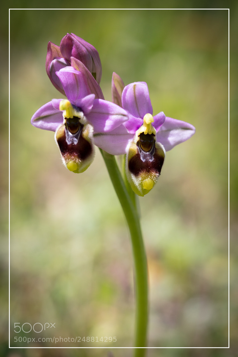 Canon EOS 5DS R sample photo. Ophrys tenthredinifera photography