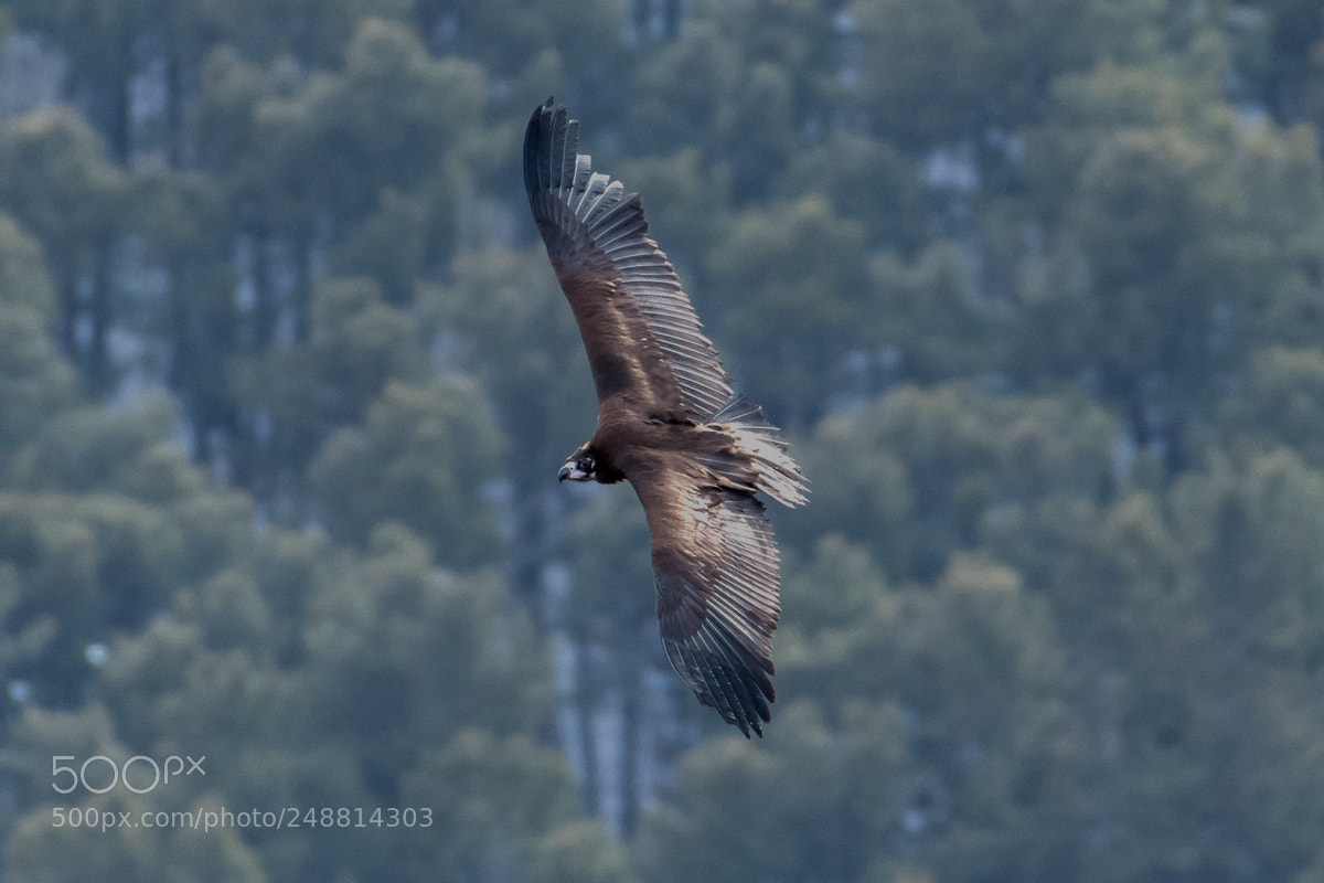 Nikon D500 sample photo. Vulture photography