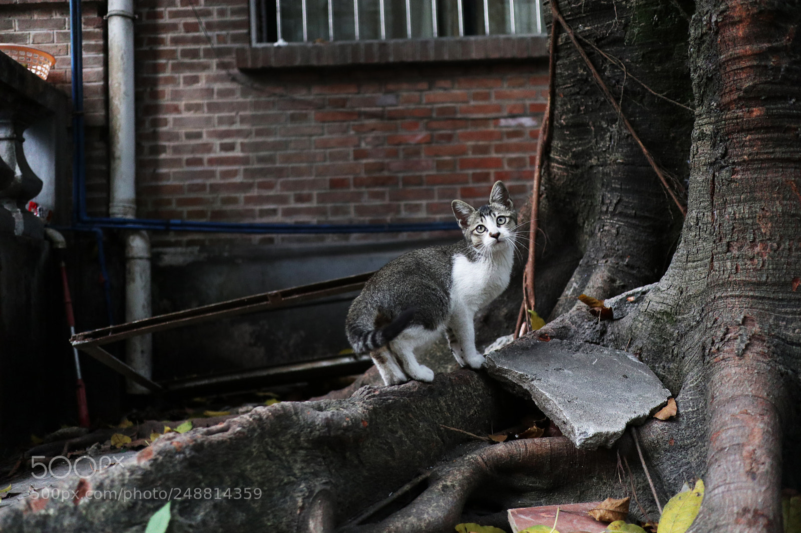 Canon EOS M6 sample photo. Img photography