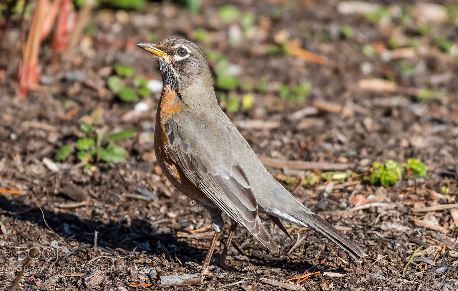 Nikon D500 sample photo. Proud robin photography