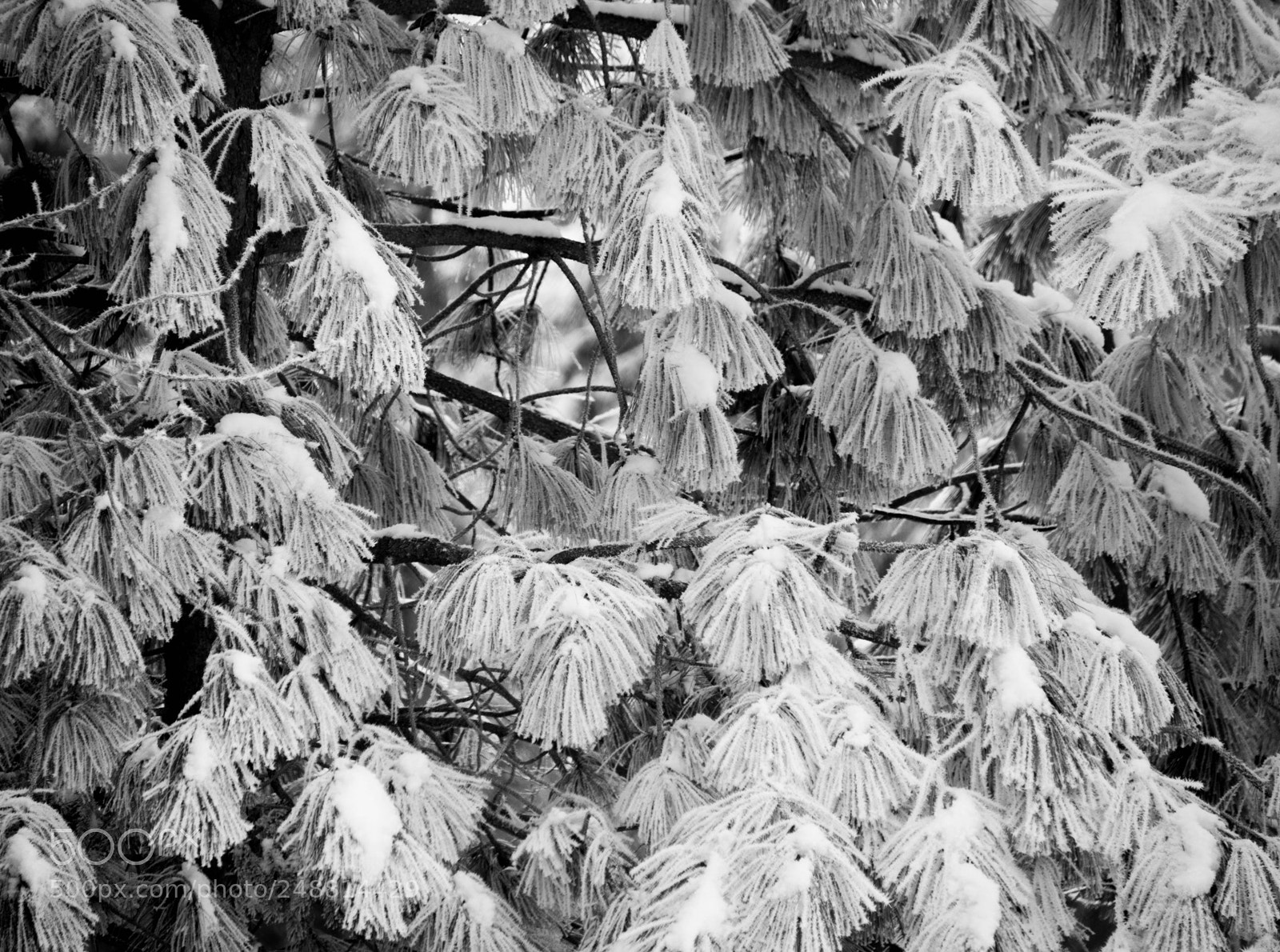 Nikon D800 sample photo. Mazama photography