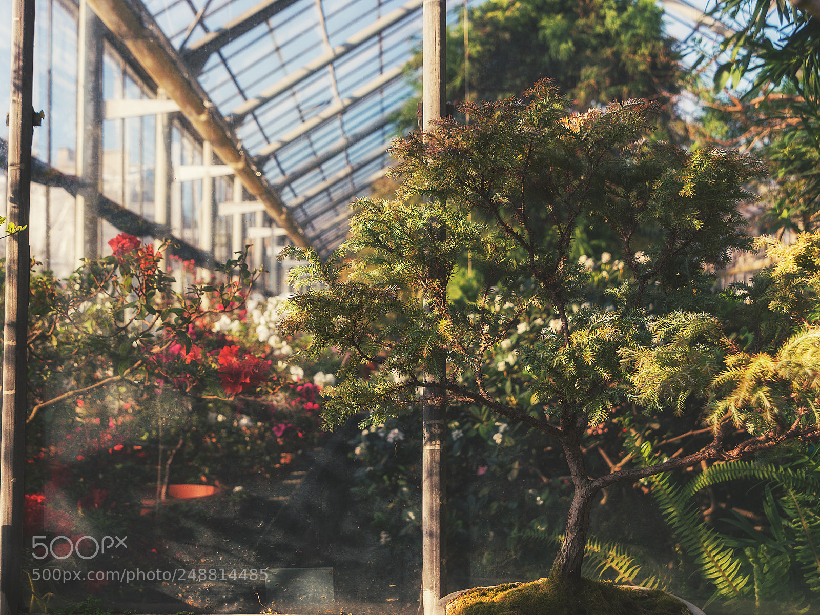 Nikon D610 sample photo. In the greenhouse photography