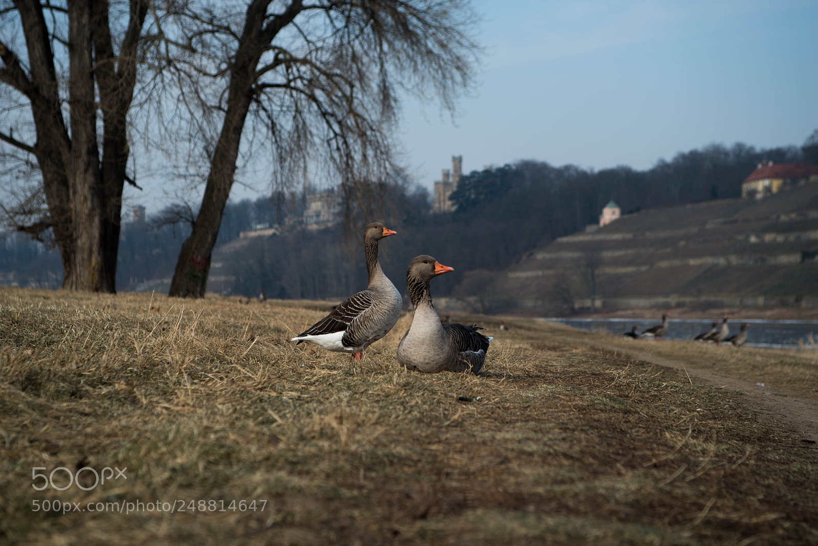 Pentax K-1 sample photo. Wildgoos photography