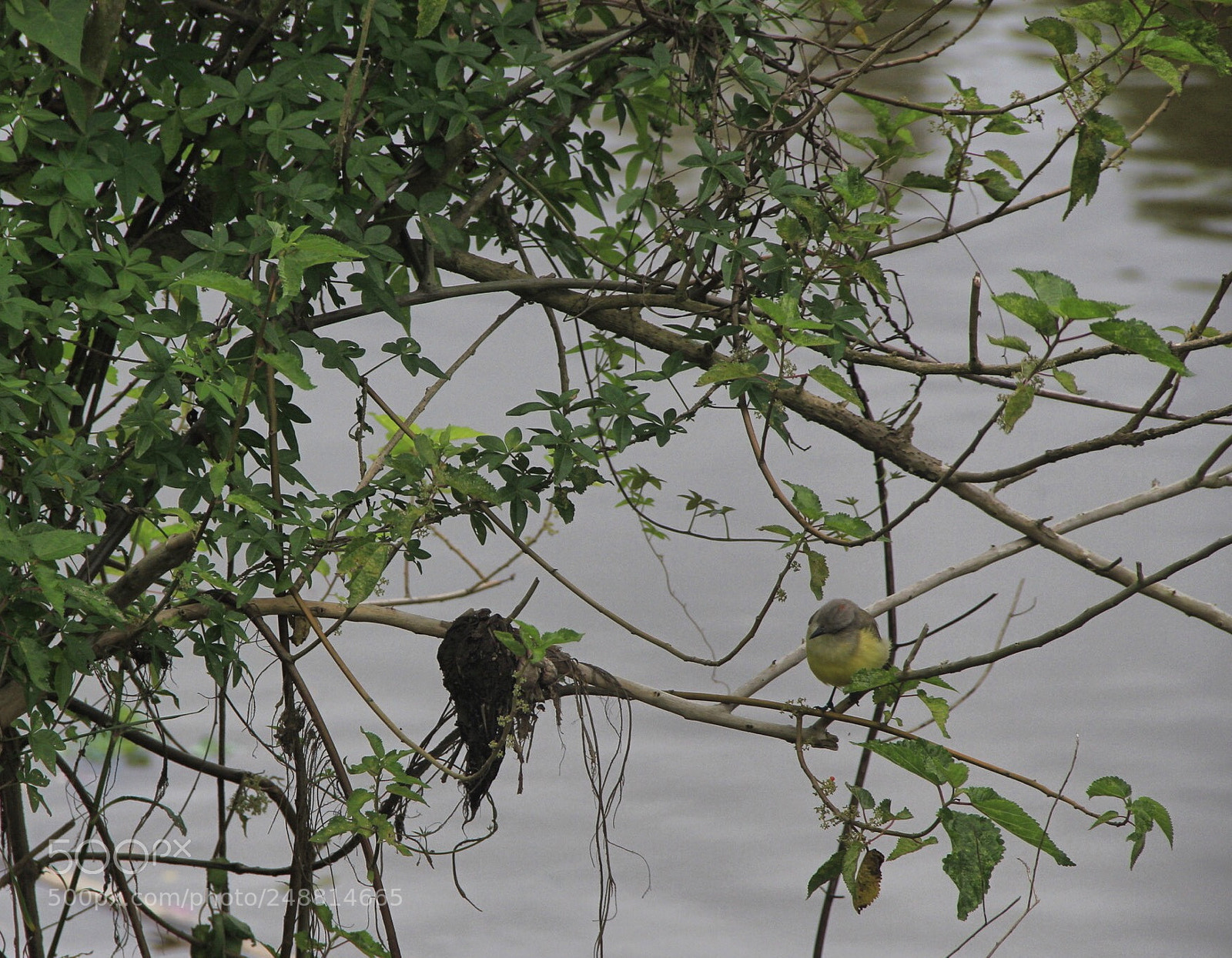 Canon EOS 550D (EOS Rebel T2i / EOS Kiss X4) sample photo. Guararema, sp, brazil photography