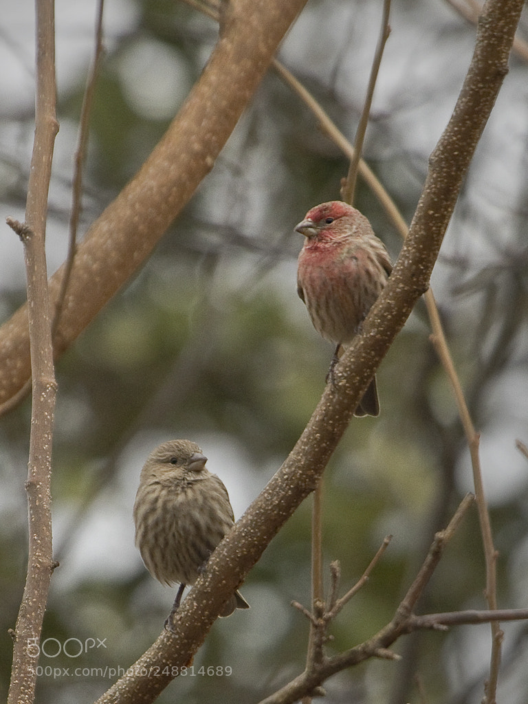 Canon EOS 7D Mark II sample photo. House finch, connecticut, 2018 photography