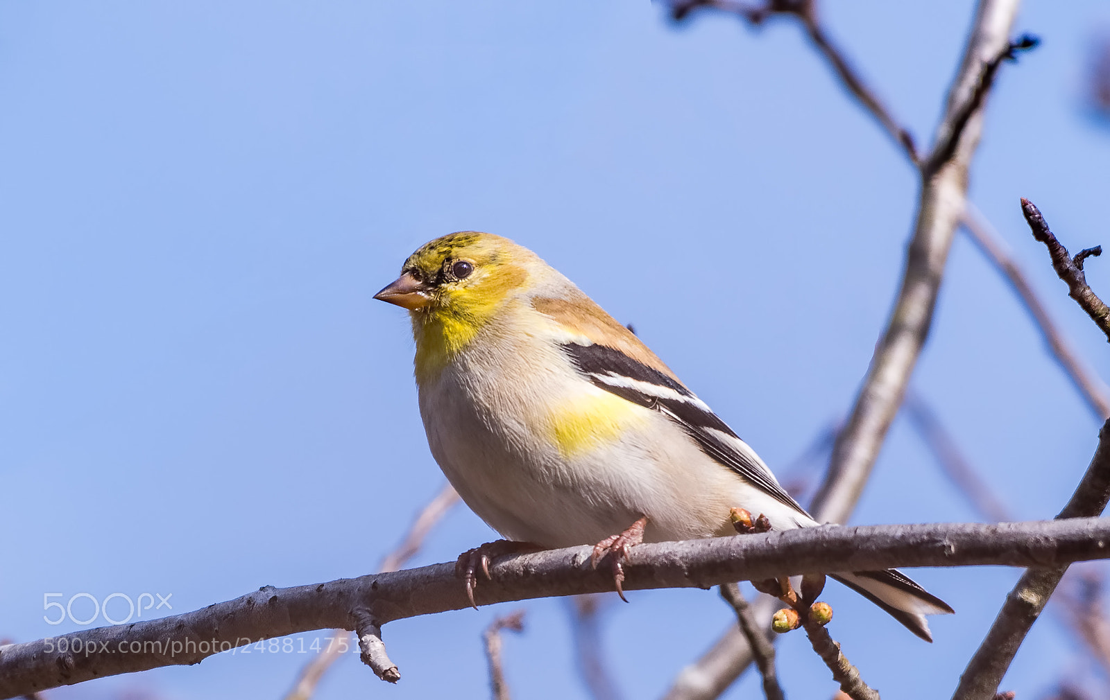 Nikon D500 sample photo. Golgfinch photography