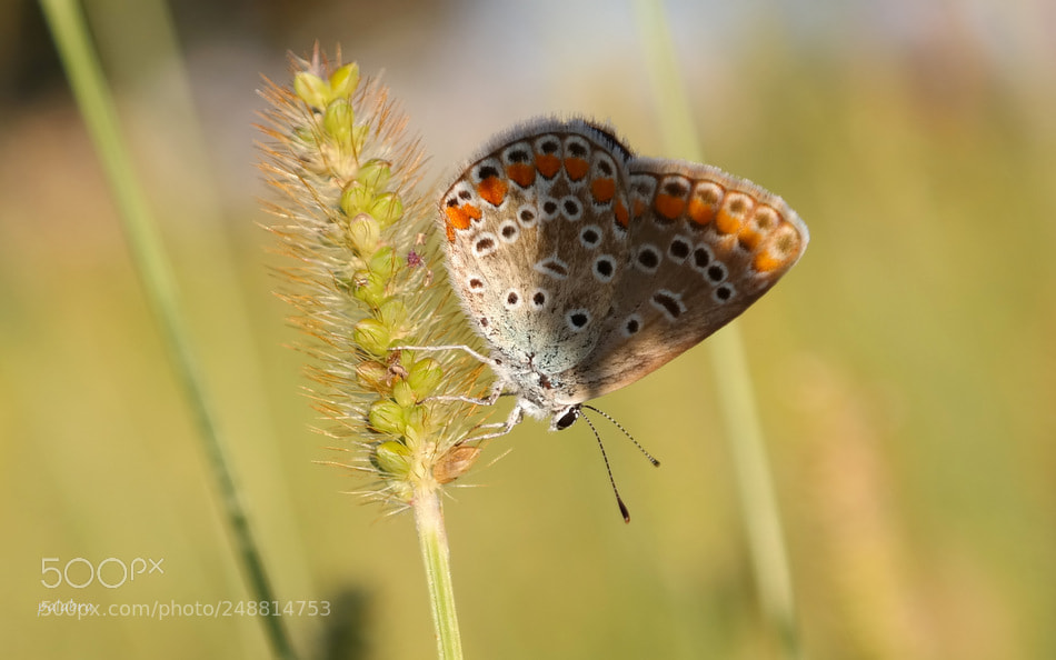 Samsung NX300 sample photo. ... photography