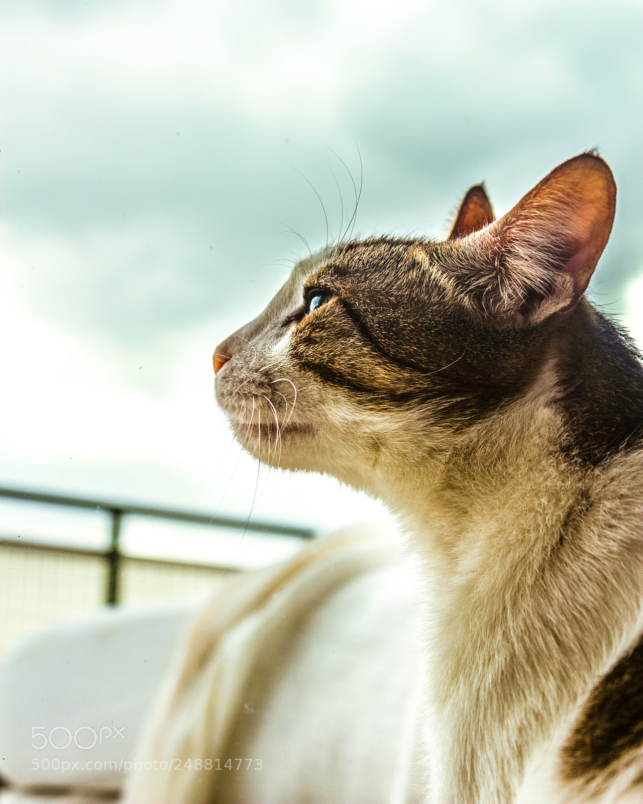 Canon EOS 600D (Rebel EOS T3i / EOS Kiss X5) sample photo. My cat et photography