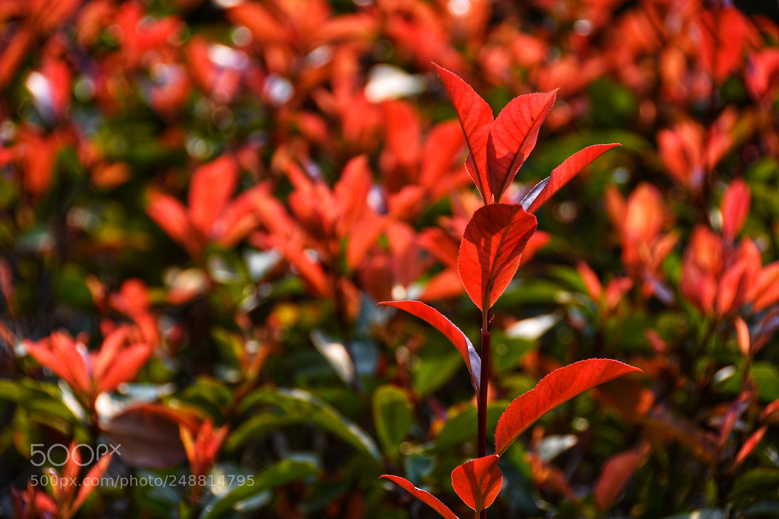 Nikon D7200 sample photo. Leaves photography