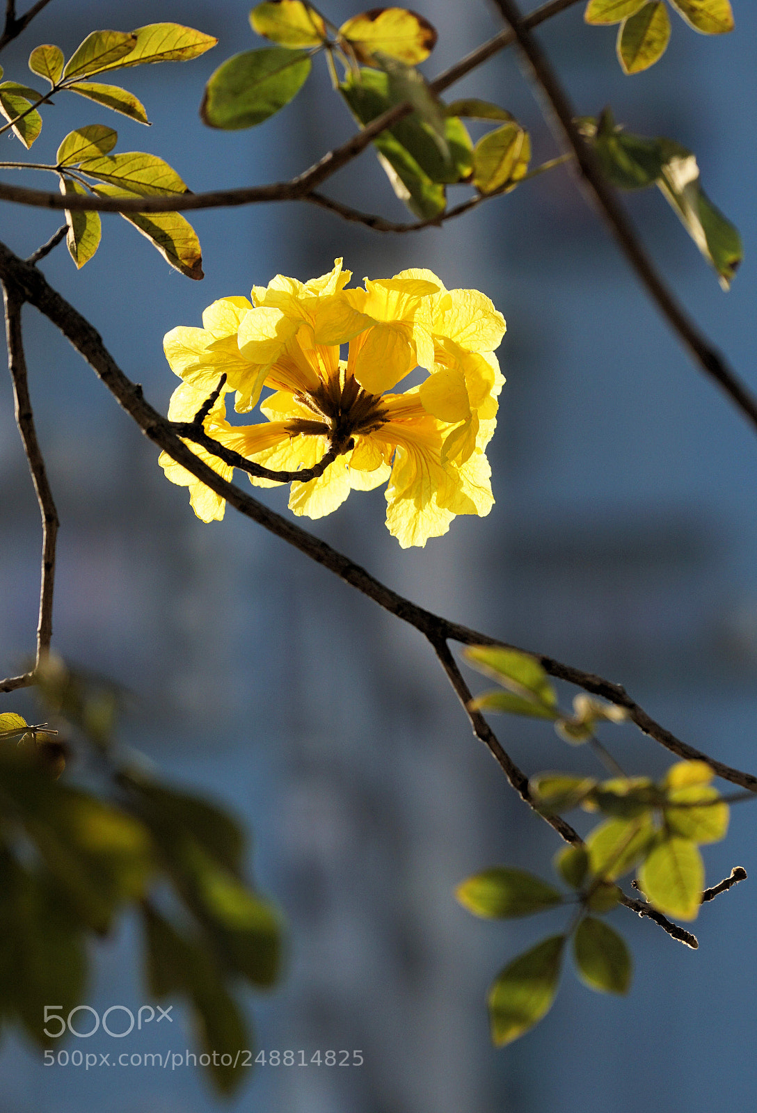 Sony a6000 sample photo. Golden trumpet tree photography