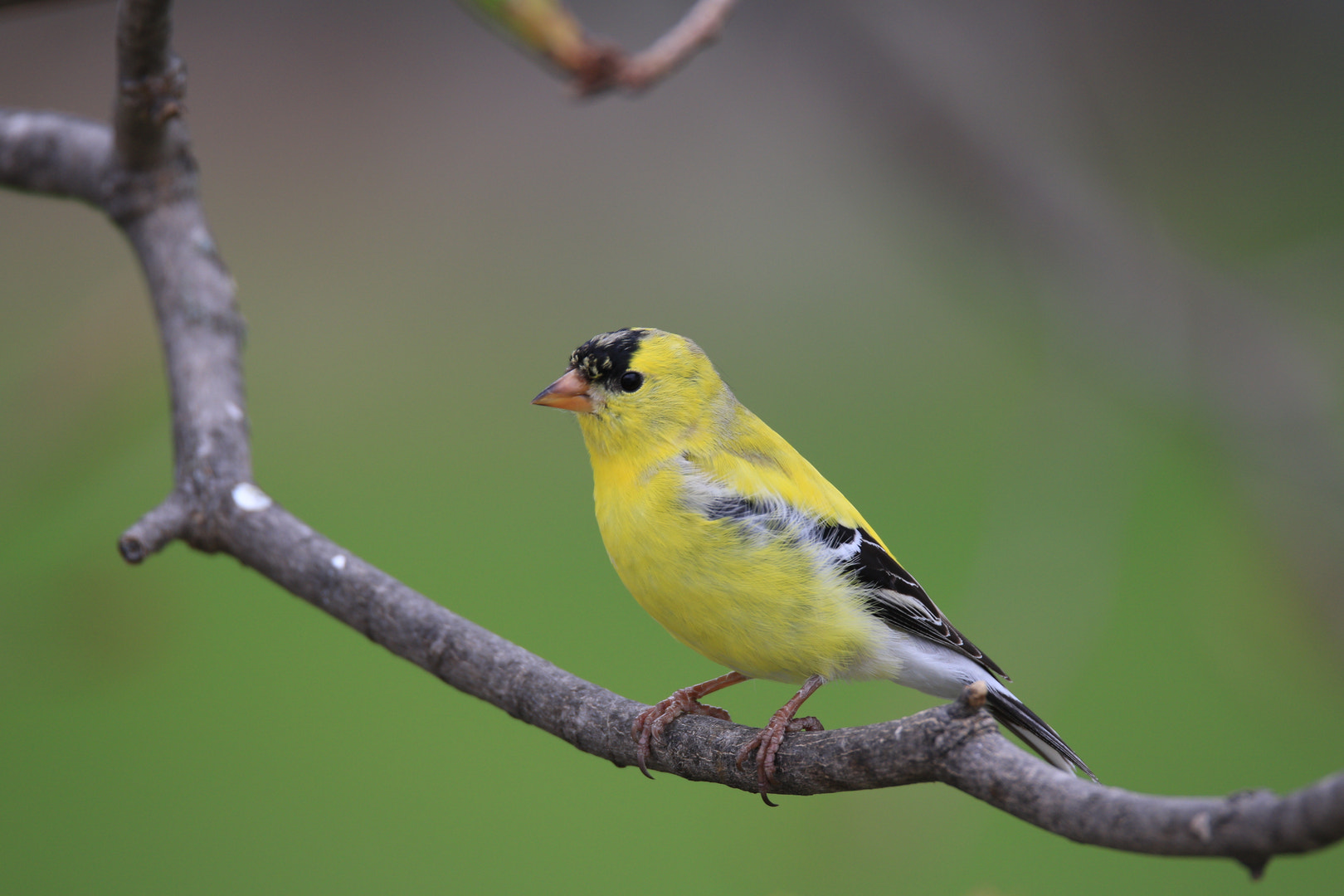 Canon EOS 7D Mark II sample photo