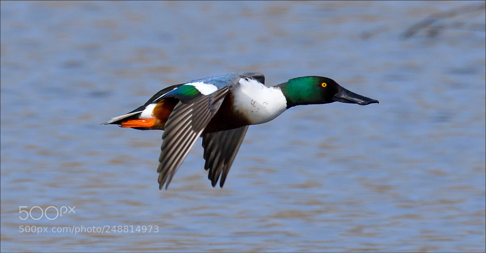 Nikon D500 sample photo. Slobeend in volle vlucht photography