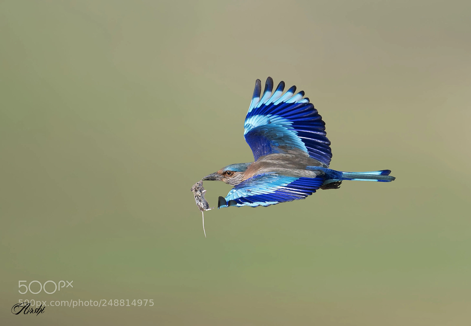 Nikon D5 sample photo. Indian roller..... photography