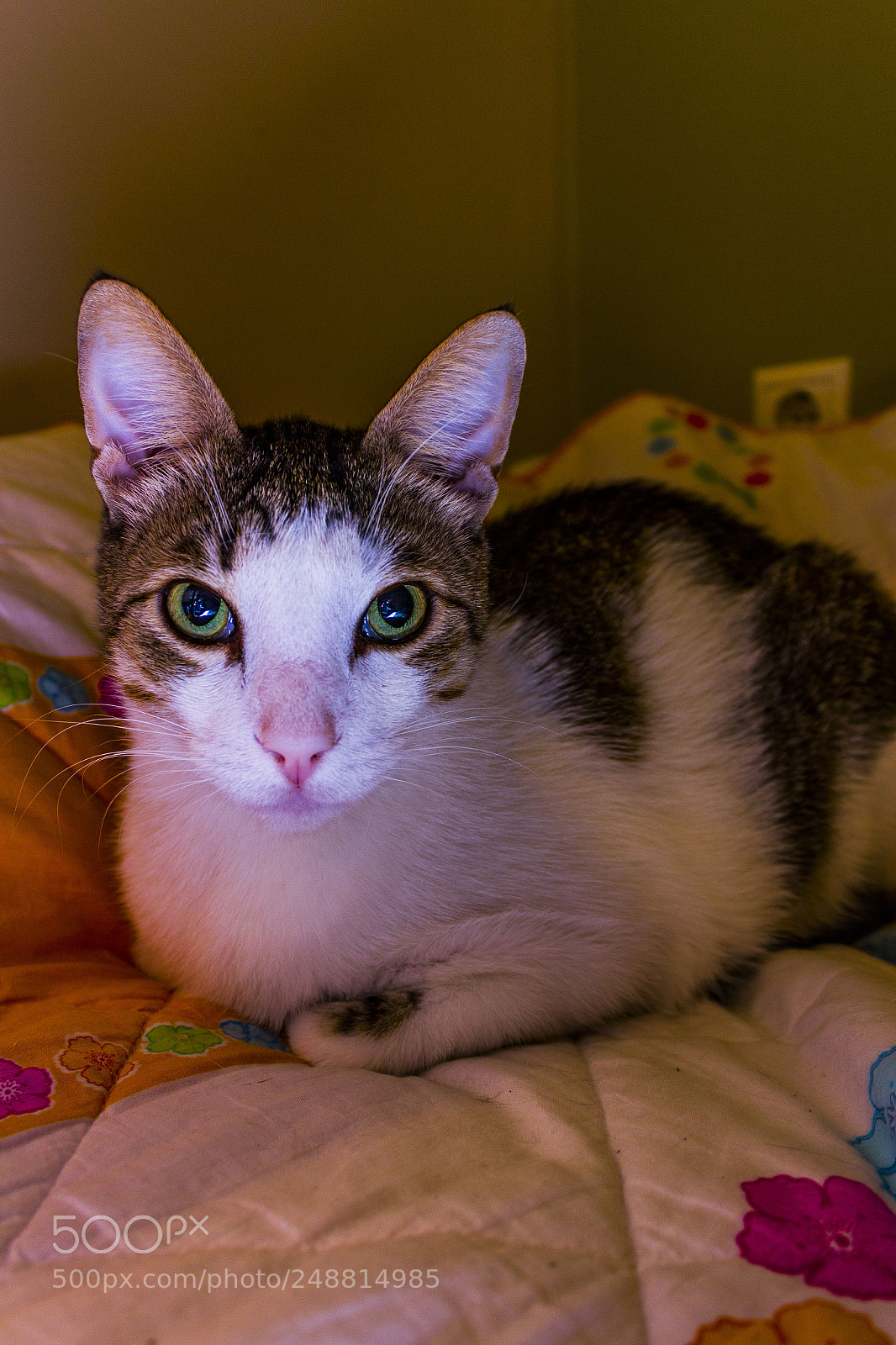 Canon EOS 600D (Rebel EOS T3i / EOS Kiss X5) sample photo. My cat et photography