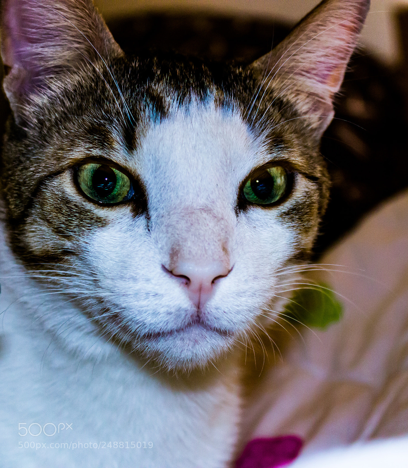 Canon EOS 600D (Rebel EOS T3i / EOS Kiss X5) sample photo. My cat et photography