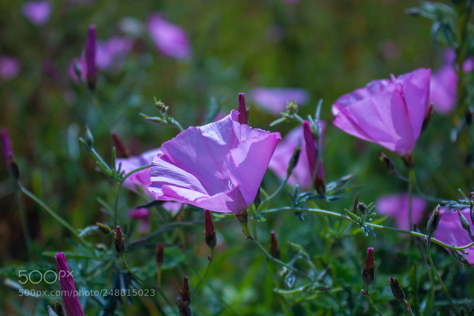 Canon EOS 600D (Rebel EOS T3i / EOS Kiss X5) sample photo. Colorful flowers photography
