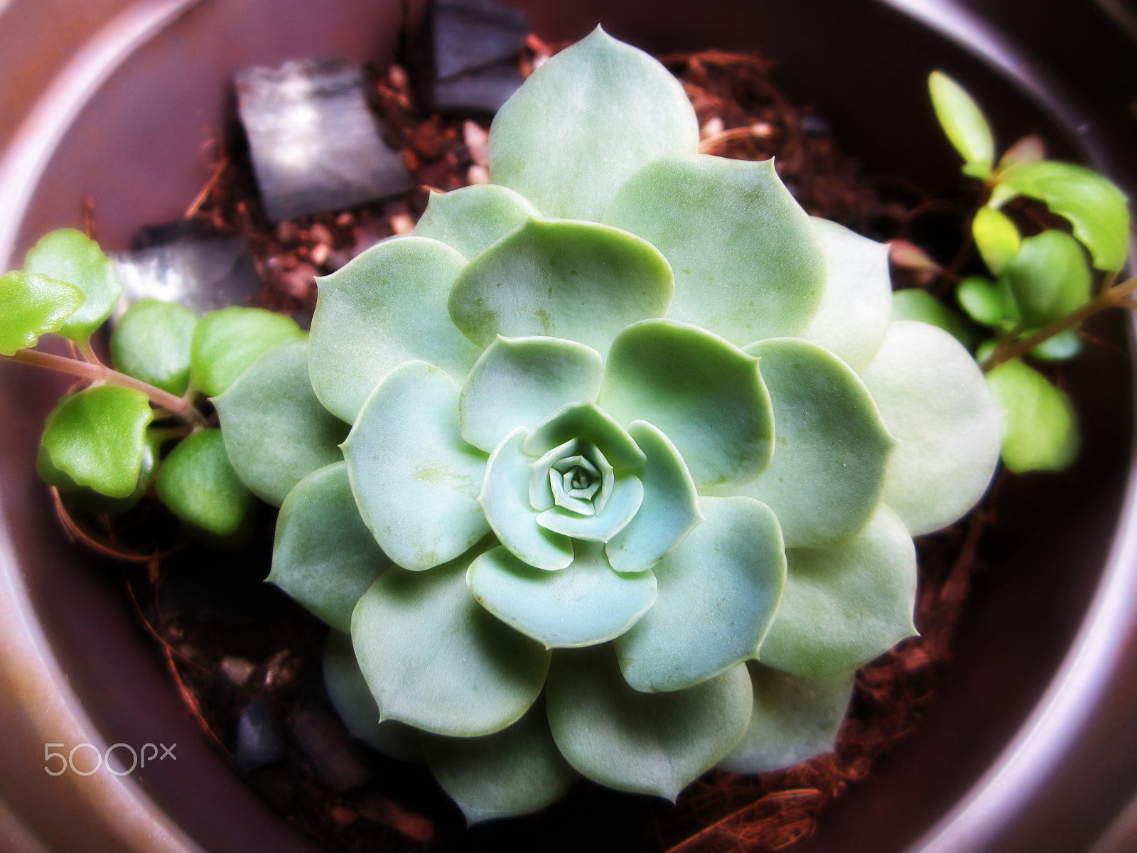 Canon PowerShot ELPH 100 HS (IXUS 115 HS / IXY 210F) sample photo. Succulent plant photography