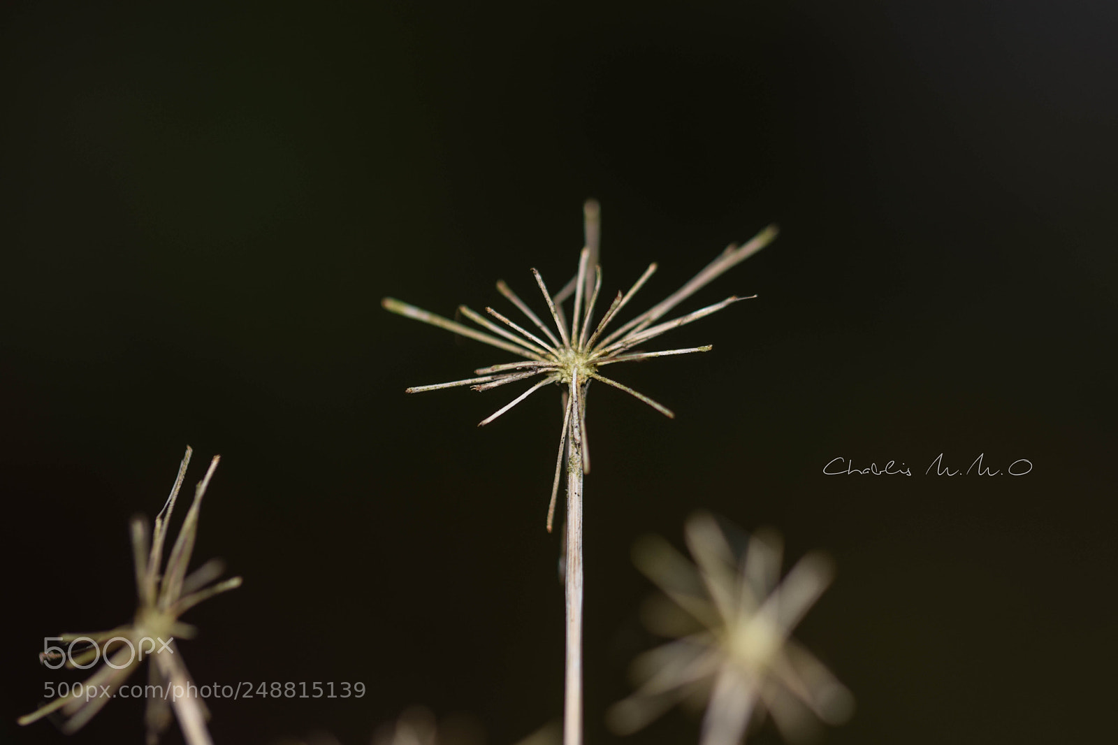Nikon D3300 sample photo. 03-0413.jpg photography