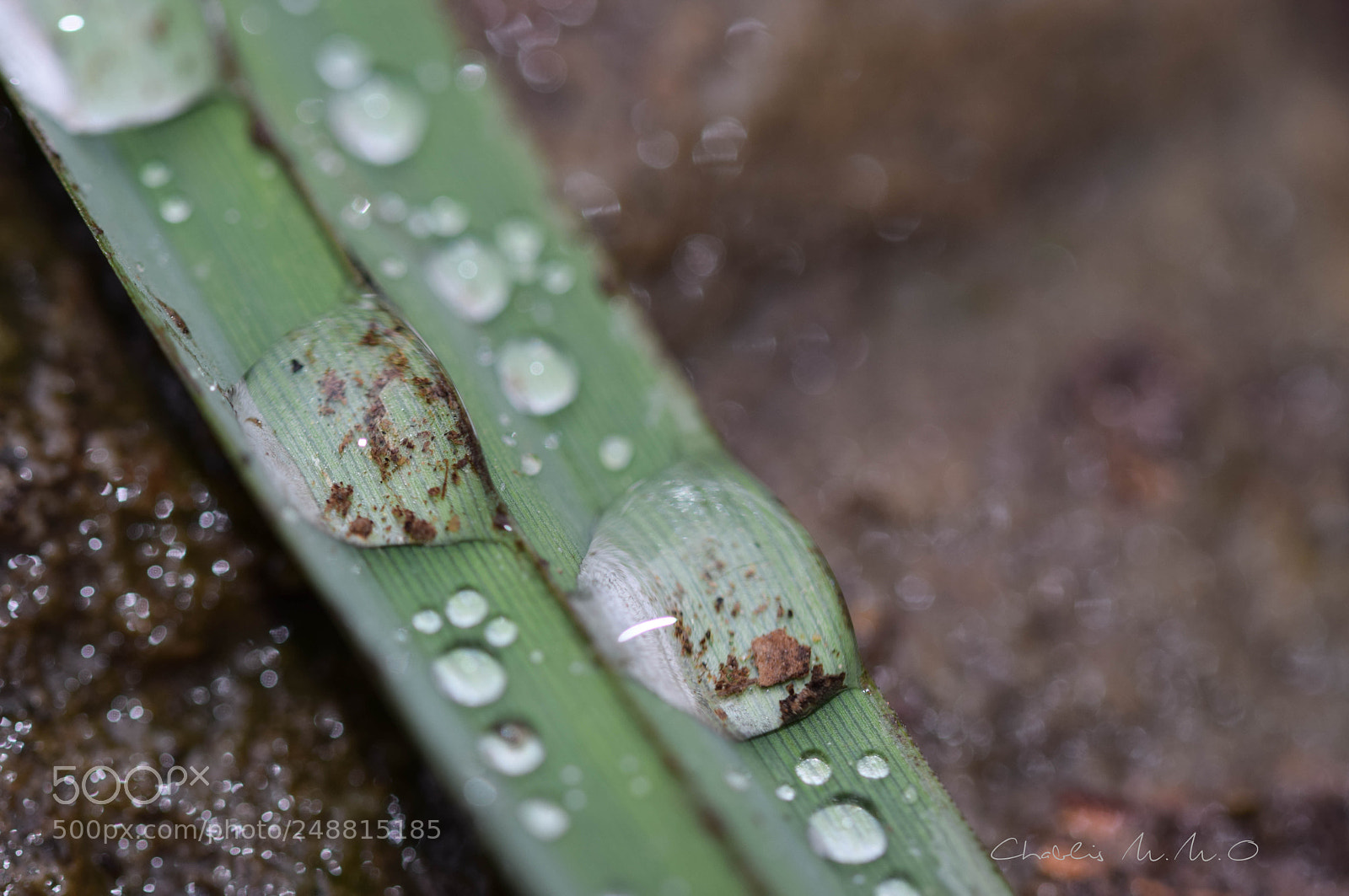 Nikon D3300 sample photo. 03-0548.jpg photography