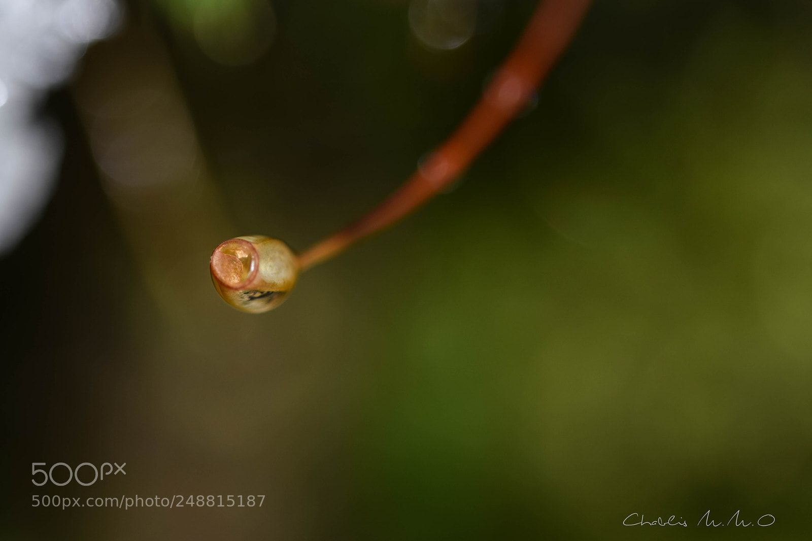 Nikon D3300 sample photo. 03-0574.jpg photography