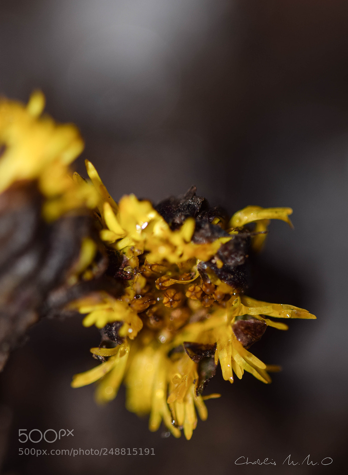 Nikon D3300 sample photo. 03-0575.jpg photography