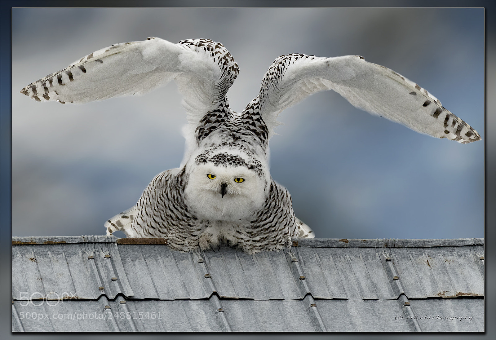 Nikon D500 sample photo. Gull wing photography