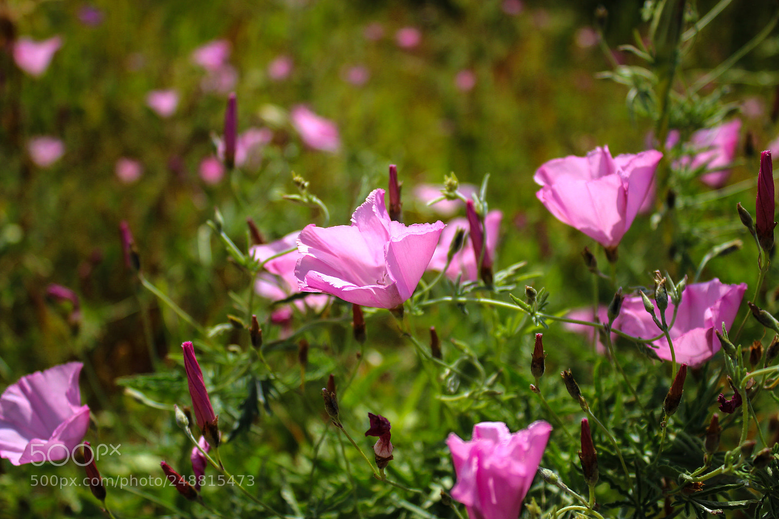 Canon EOS 600D (Rebel EOS T3i / EOS Kiss X5) sample photo. Amazing flowers photography