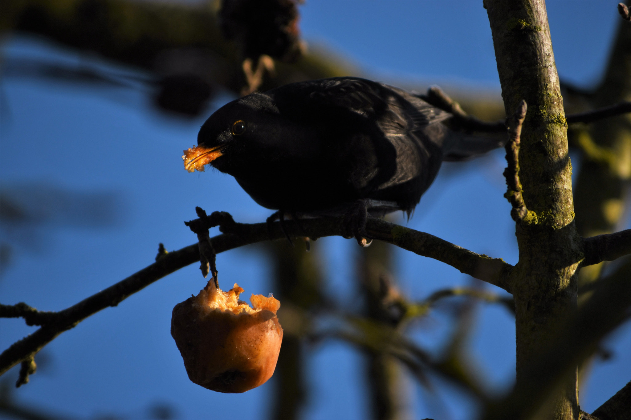 Nikon D5500 sample photo. Le merle et la pomme photography