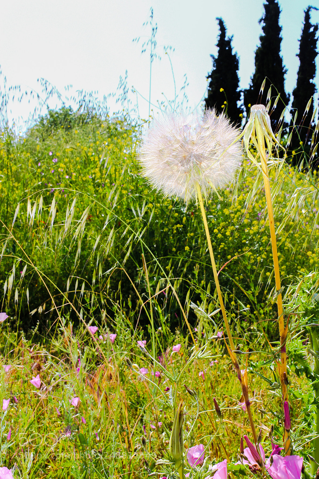 Canon EOS 600D (Rebel EOS T3i / EOS Kiss X5) sample photo. Colorful flowers photography