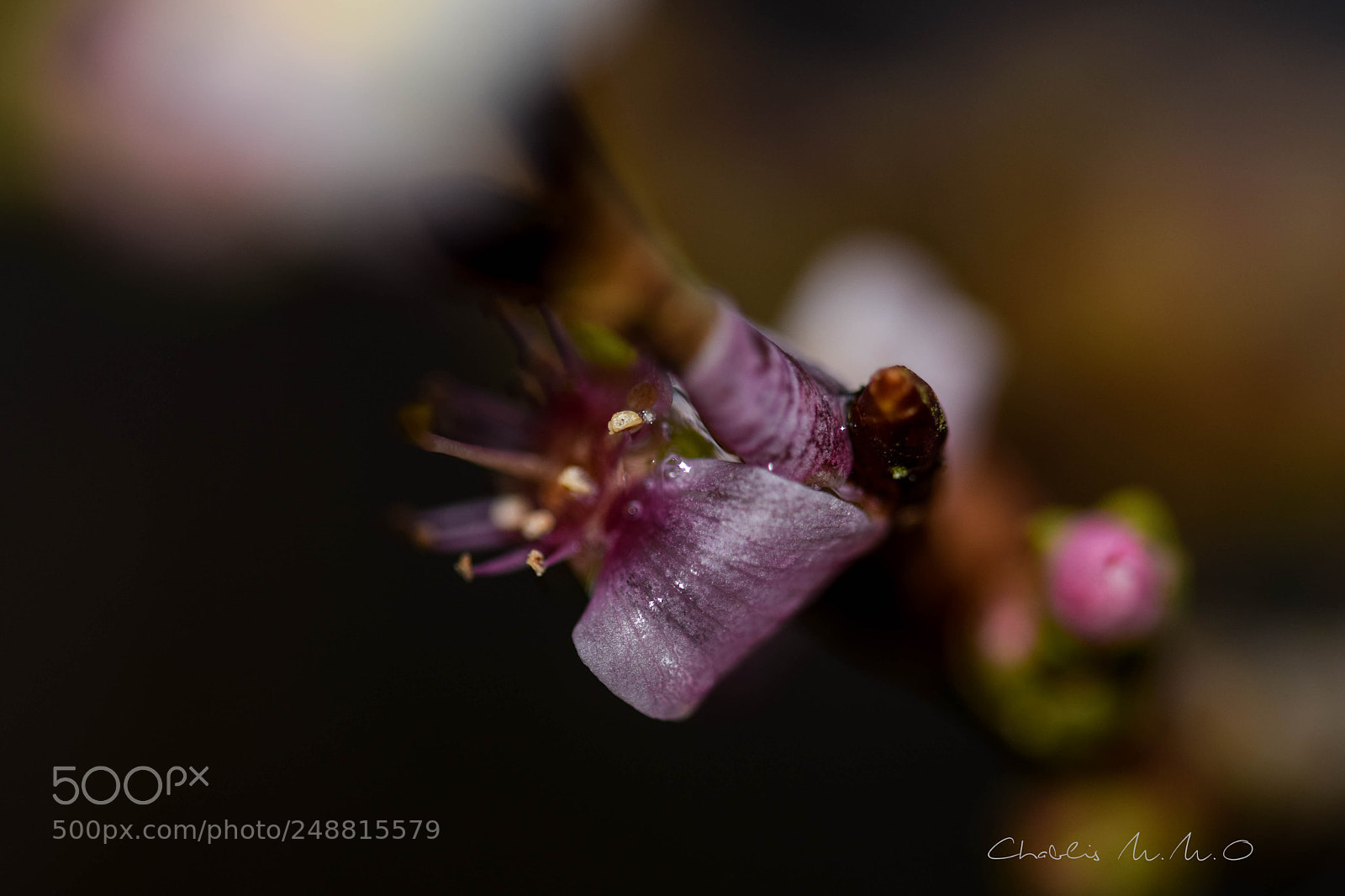 Nikon D3300 sample photo. 03-04244.jpg photography
