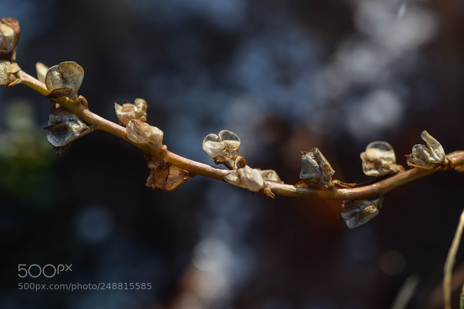 Nikon D3300 sample photo. 03-0440.jpg photography