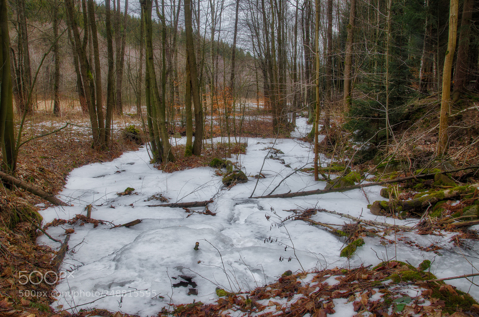 Nikon D5100 sample photo. Frosty photography