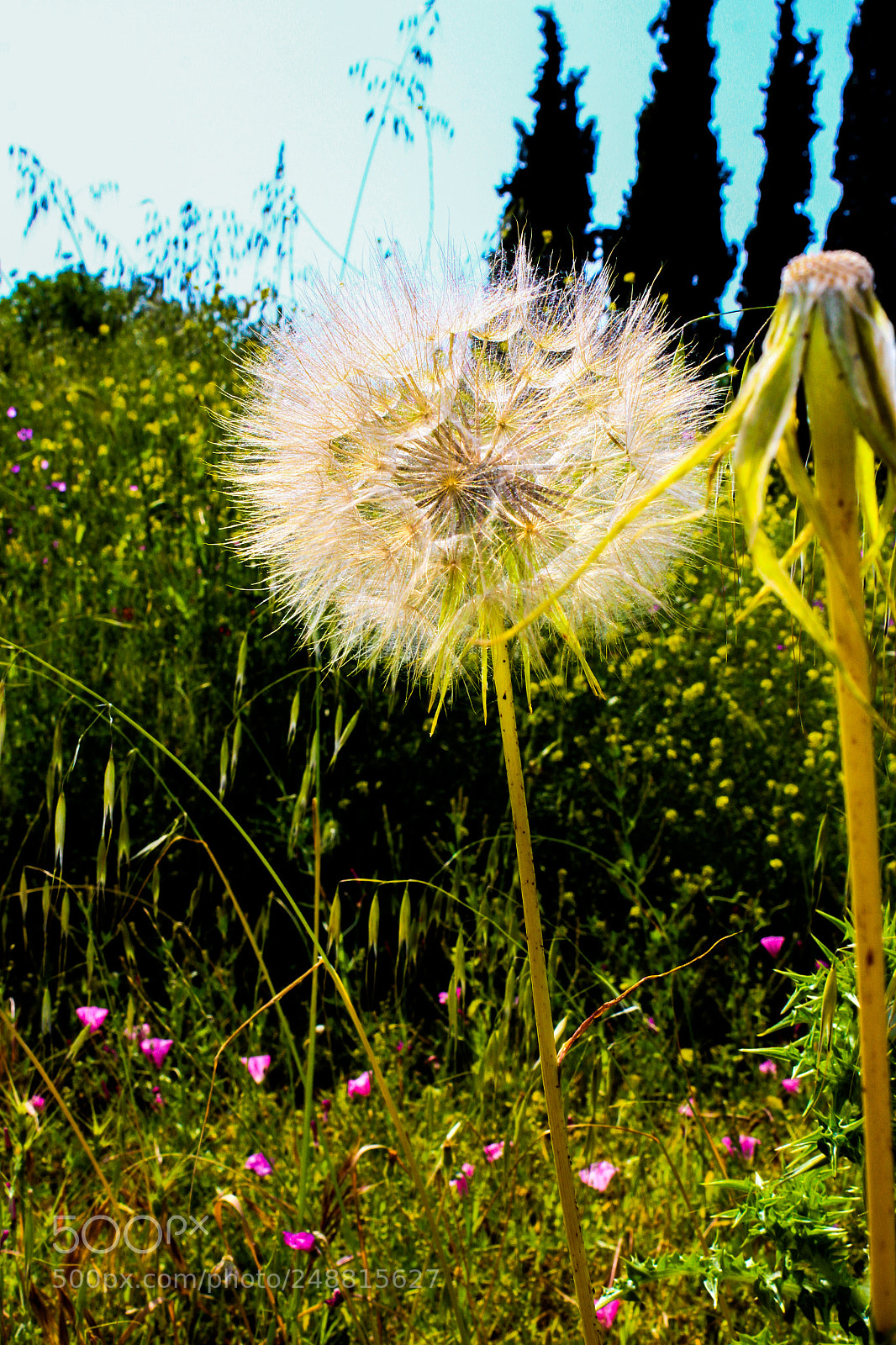 Canon EOS 600D (Rebel EOS T3i / EOS Kiss X5) sample photo. Amazing flowers photography