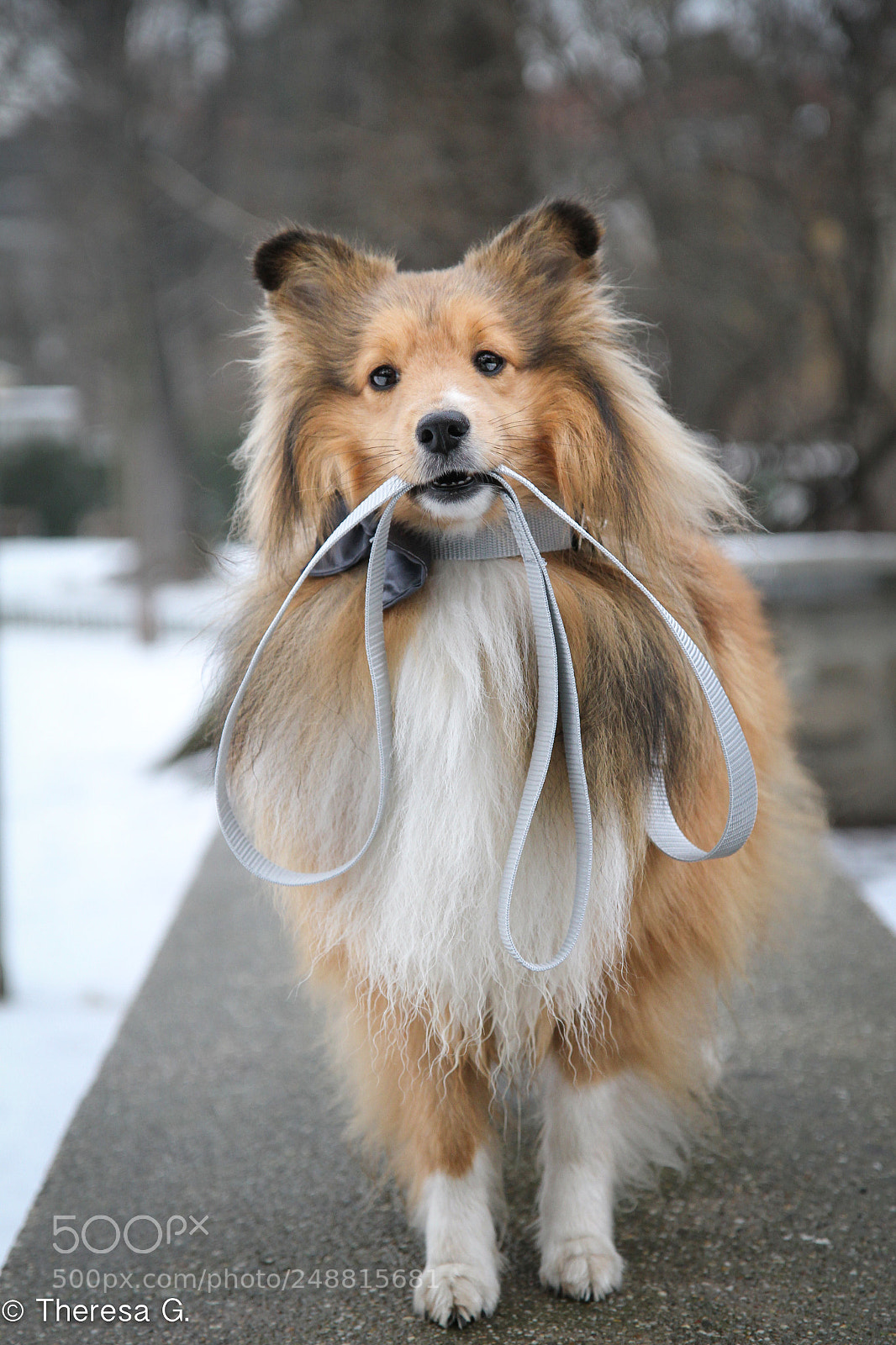 Canon EOS 7D sample photo. Cookie and his bow photography