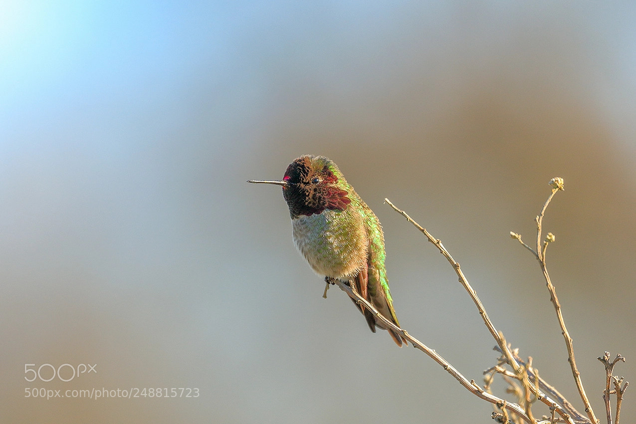 Canon EOS 7D Mark II sample photo. Anna's hummingbird photography