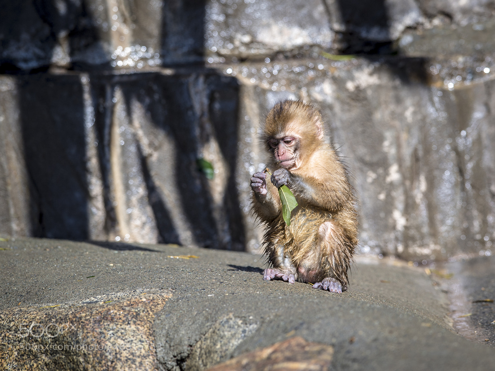 Nikon D5 sample photo. A baby of monkey photography