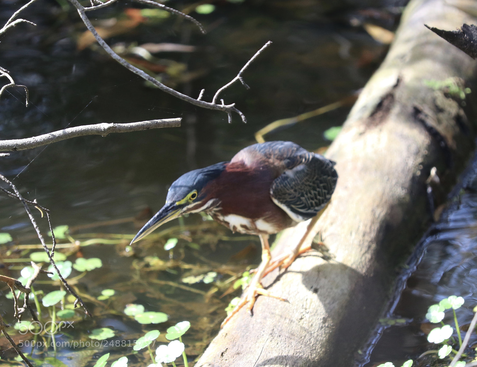 Canon EOS 80D sample photo. Sneaking a peak photography