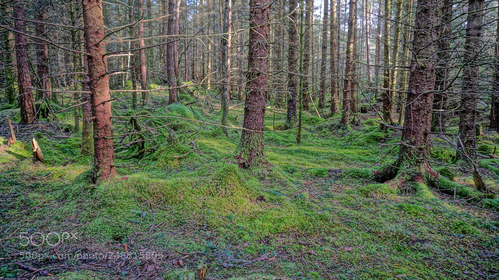 Sony a6000 sample photo. Green winter in bergen photography