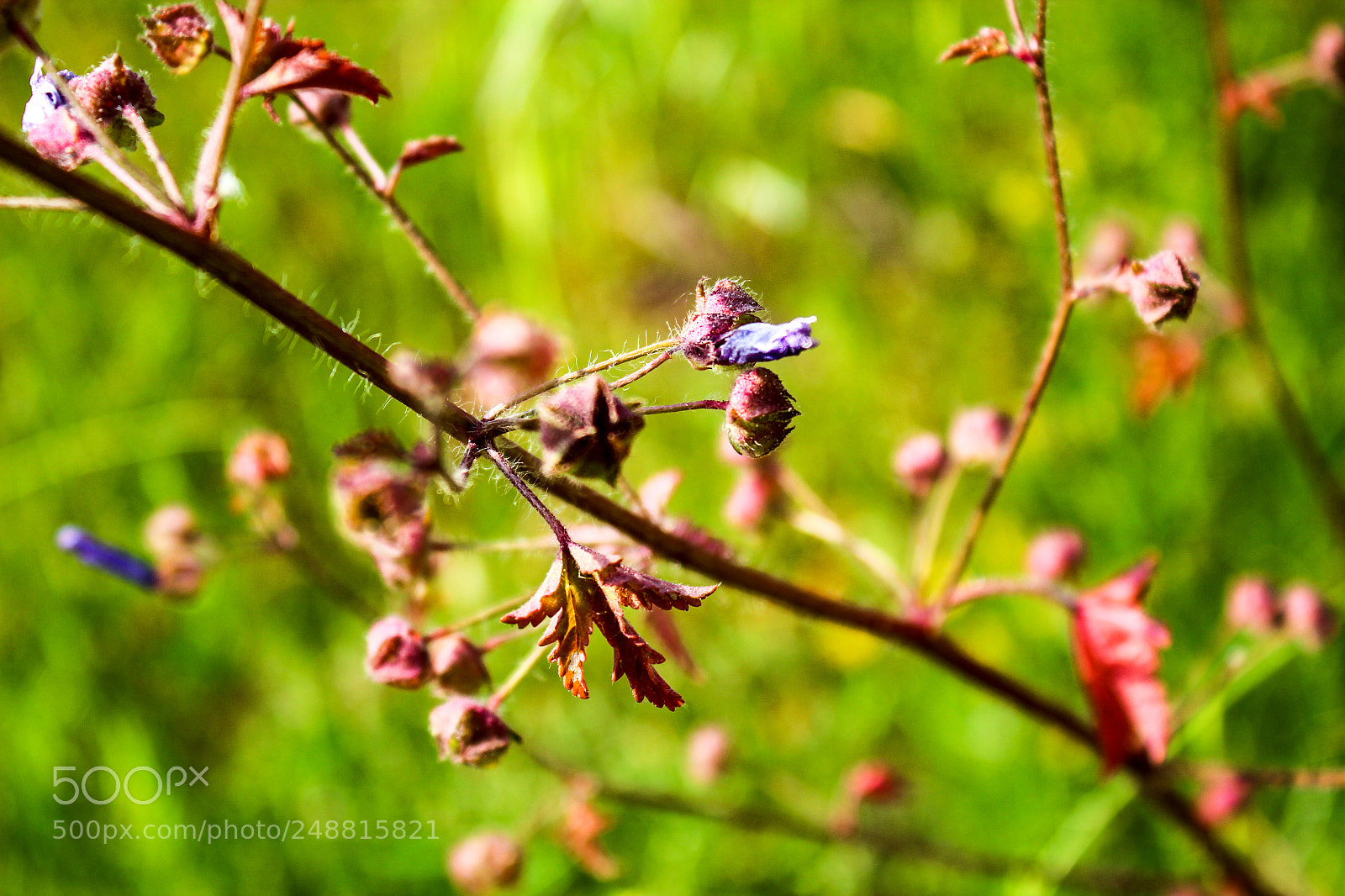 Canon EOS 600D (Rebel EOS T3i / EOS Kiss X5) sample photo. Colorful flowers photography
