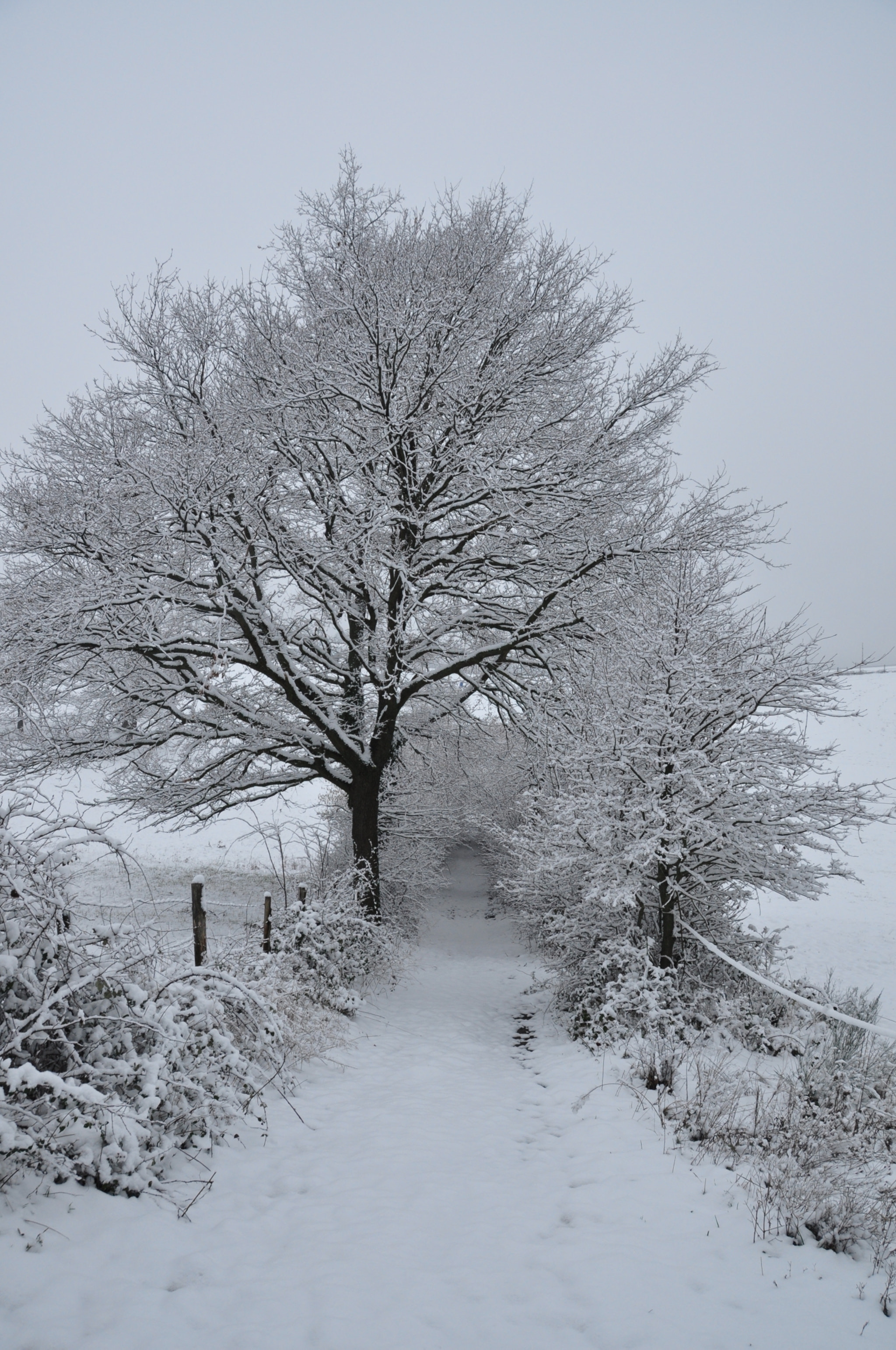Nikon D5000 sample photo. Snow on the forez photography