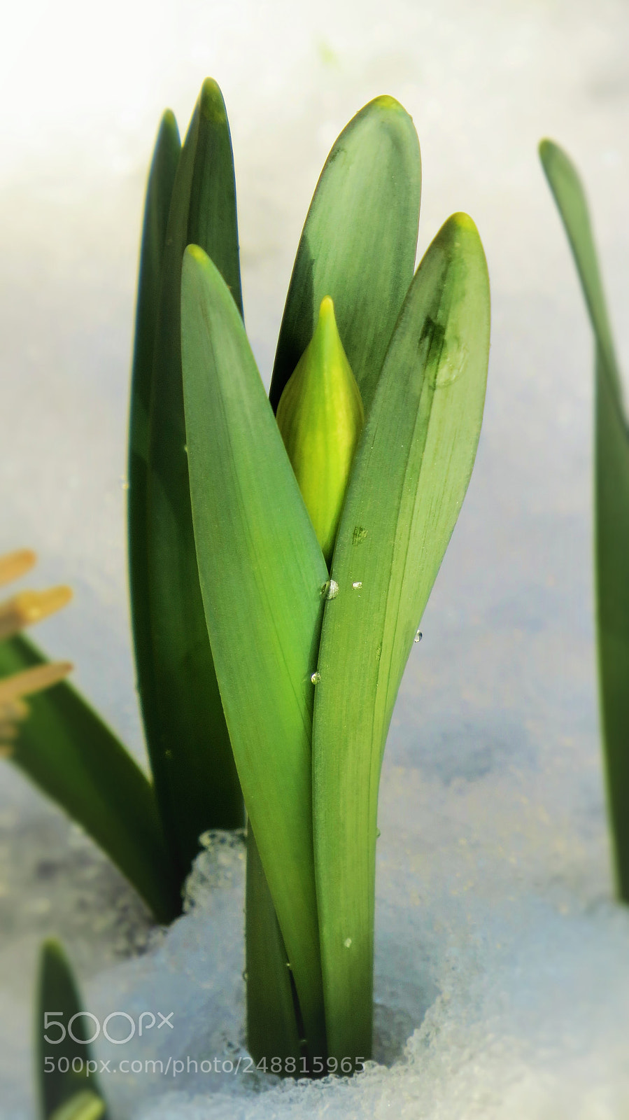 Canon PowerShot SX50 HS sample photo. Spring is coming soon () photography