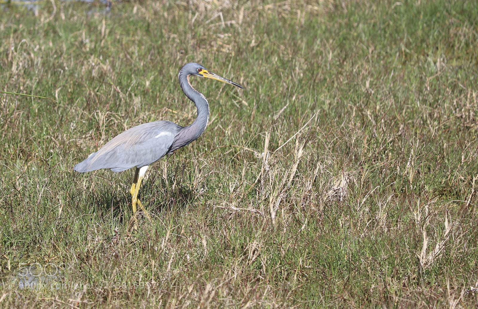 Canon EOS 80D sample photo. Strolling along photography