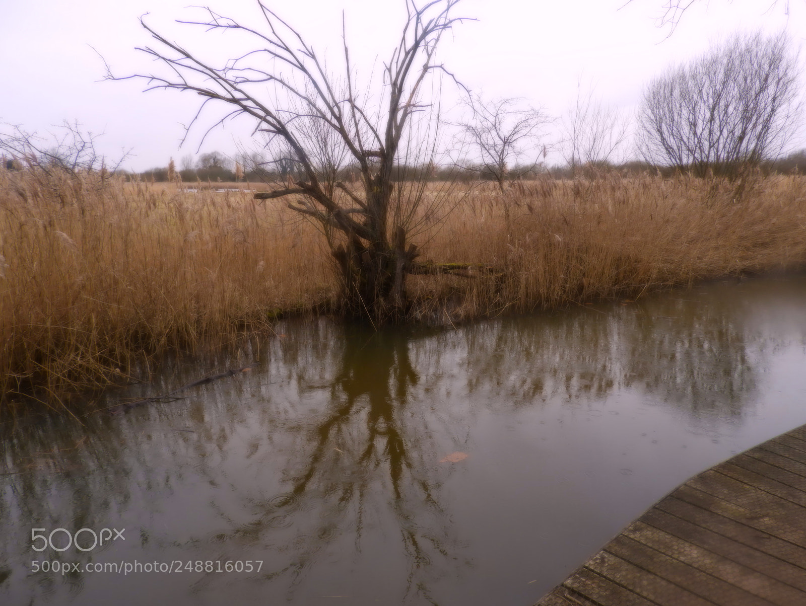 Nikon Coolpix B700 sample photo. Fowlmere photography