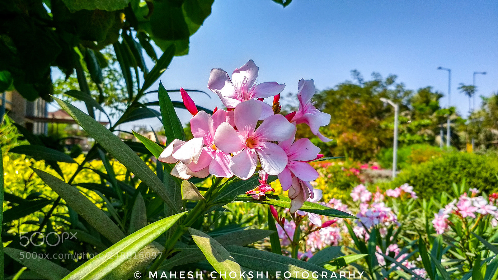 Xiaomi Redmi 4 Pro sample photo. Untitled photography