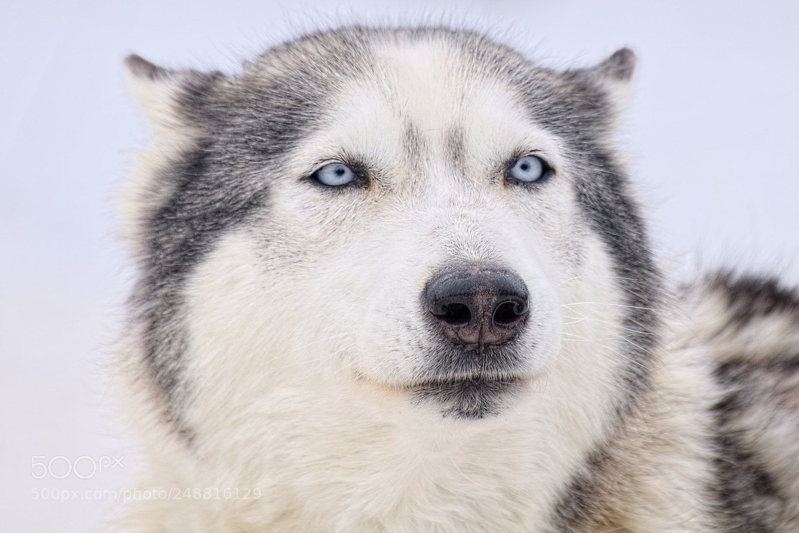 Fujifilm X-Pro2 sample photo. Blue eyes husky photography